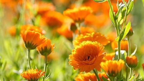 calendula field