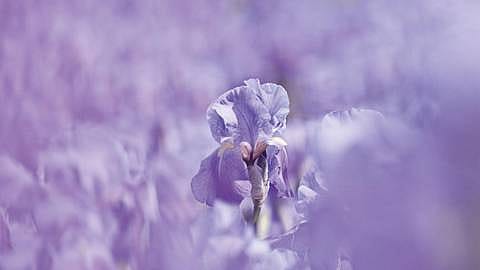 weleda lavender