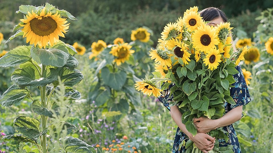 sunflower field