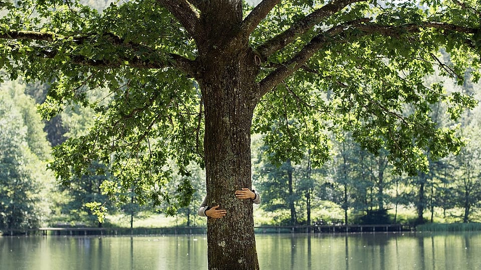 tree in the middle of a meadow