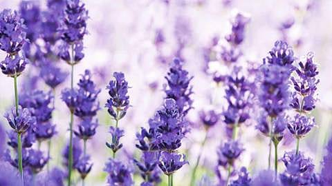 lavendar field