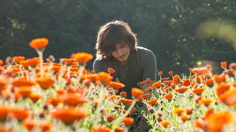 calendula