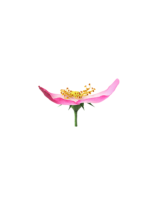 foundation for living beauty