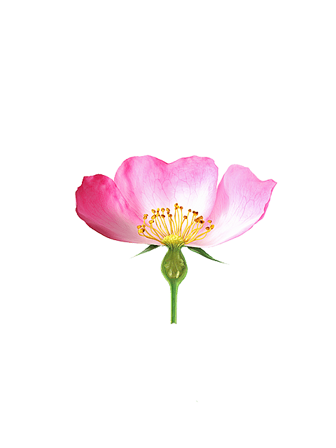foundation for living beauty