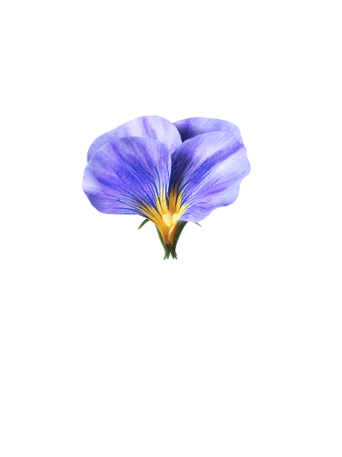 pansy