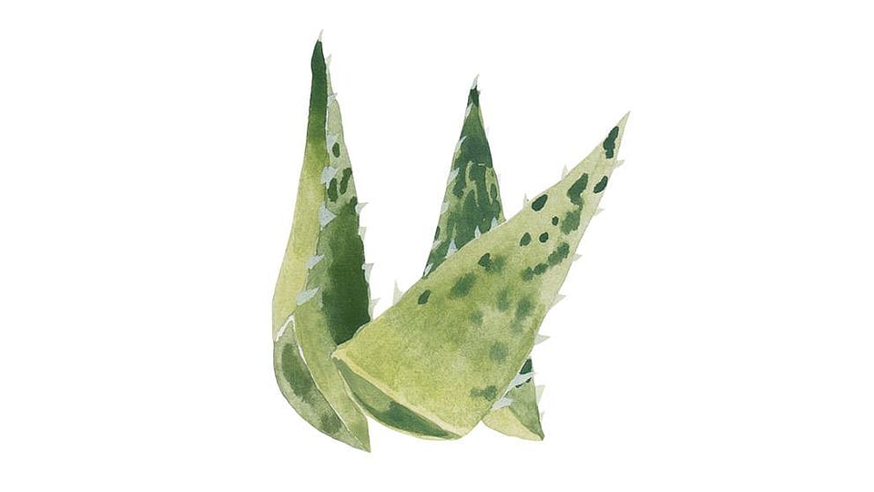 Aloe barbadensis leaf juice clearance