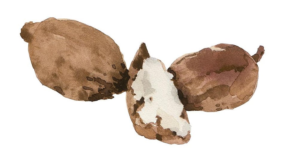 Butyrospermum Parkii (Shea) Butter