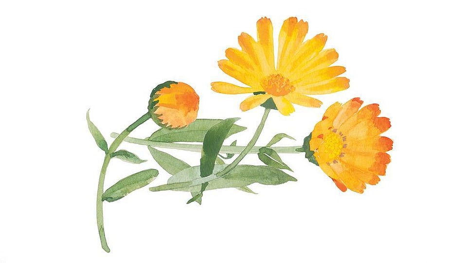 Calendula Flowers - calendula officinalis