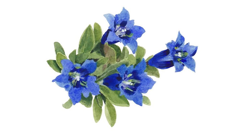 Gentiana Acaulis Flower/Leaf Extract