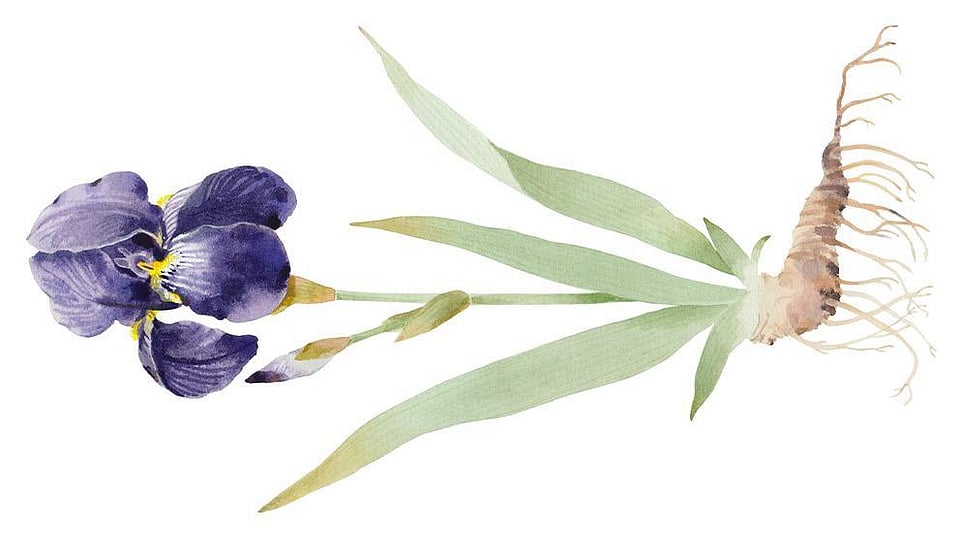 Iris Germanica Root Extract Weleda