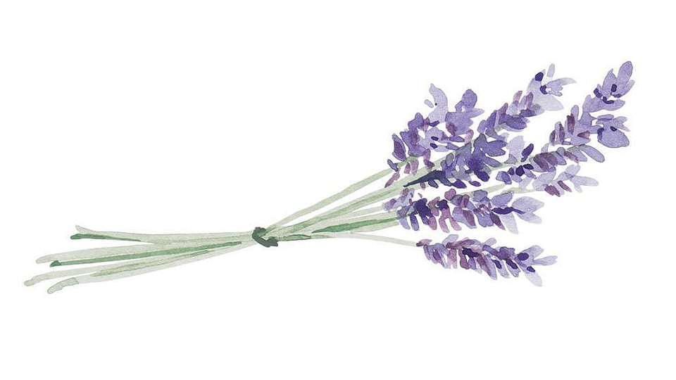 Lavandula Angustifolia (Lavender) Oil