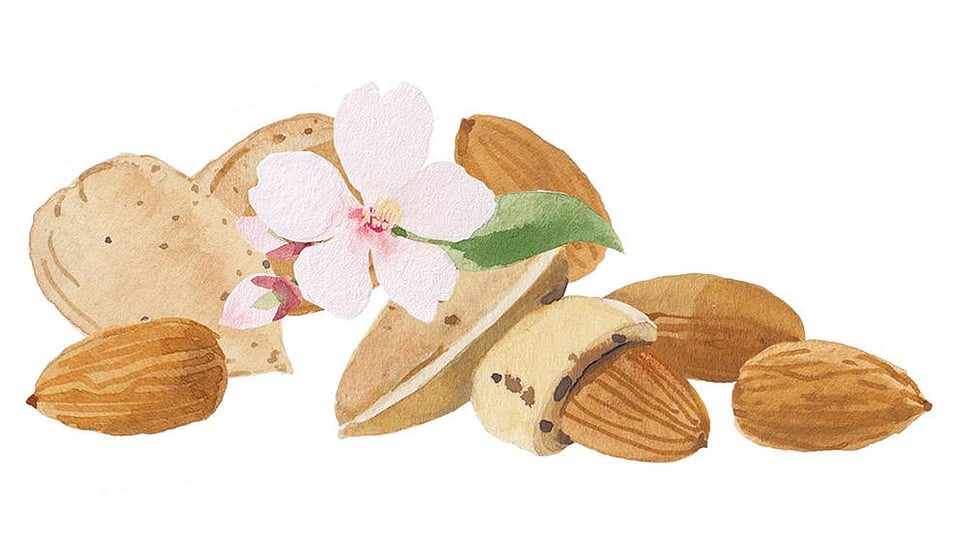 Prunus Amygdalus Dulcis (Sweet Almond) Fruit Extrac Weleda