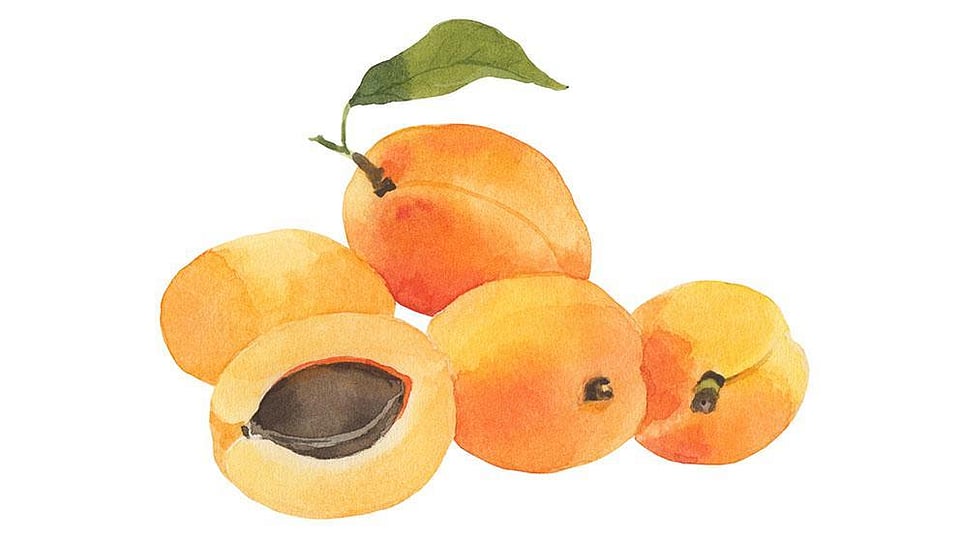 Prunus Armeniaca Apricot Kernel Oil Weleda