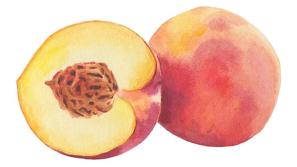 Prunus Persica (Peach) Kernel Oil