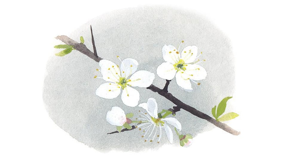 Prunus Spinosa Flower Extract