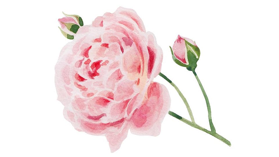 Rosa Damascena Flower Oil