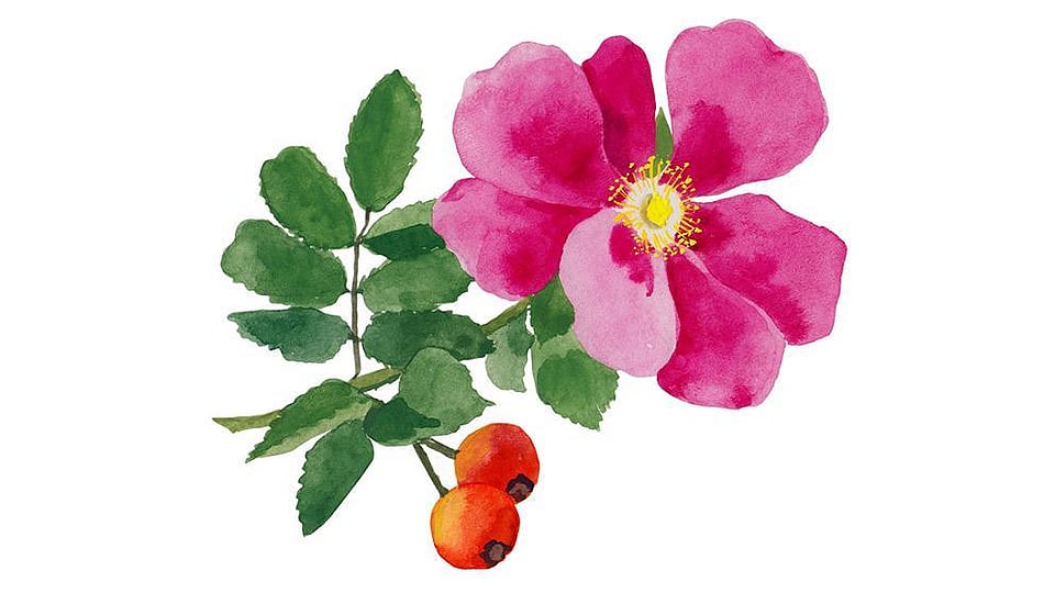Rosa Moschata Seed Oil