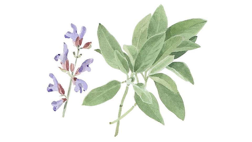 Salvia Officinalis (Sage) Leaf Extract Weleda