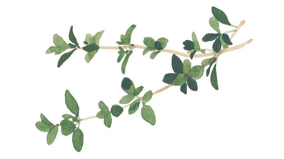 Thymus Vulgaris (Thyme) Extract Weleda