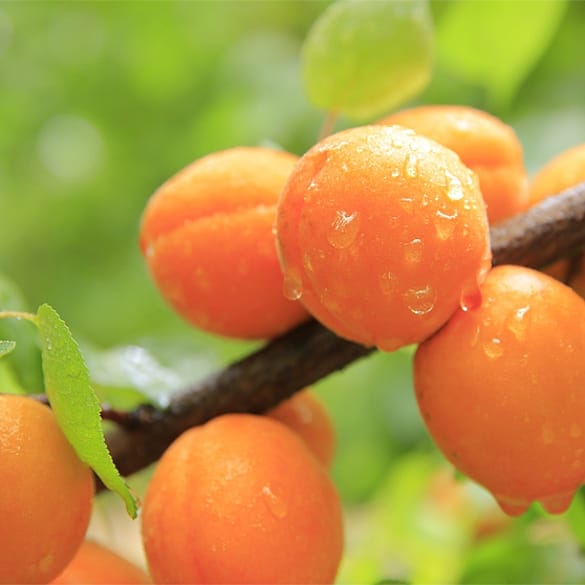 apricot oil