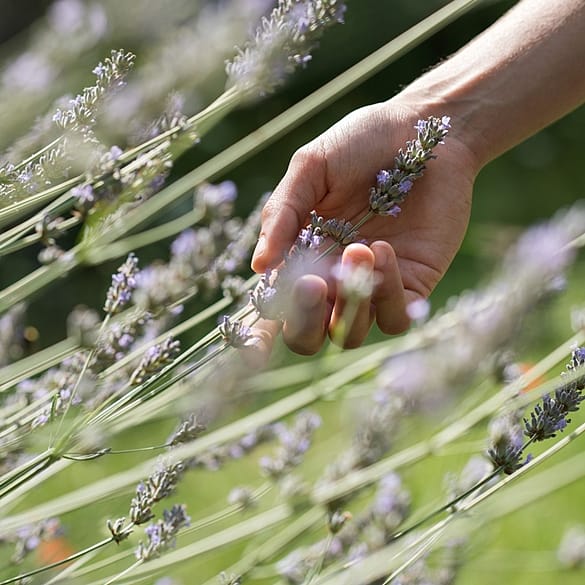 hand reaching plant
