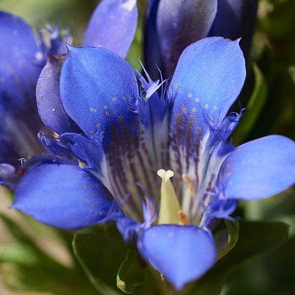 blue gentian flower