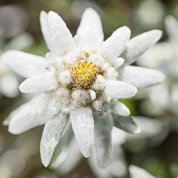 edelweiss