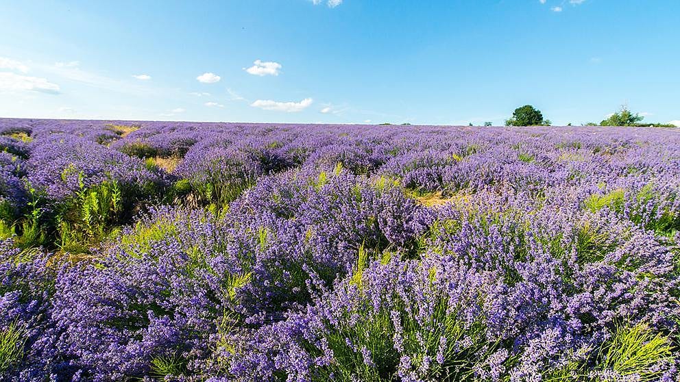 moldova lavender