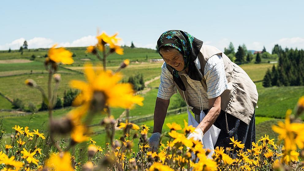 woman picking flowers