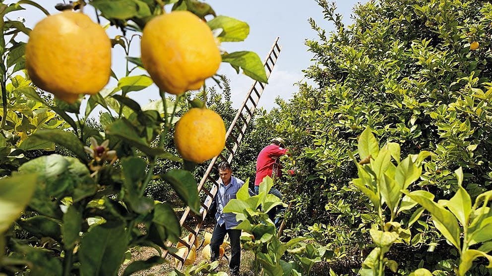 Citrus fruits on tree